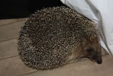 Травма рани фрактури таралежи, Hedgehog счупени лапа лапа фута, таралеж се нарязват, разкъсан врязани пробождане рана в