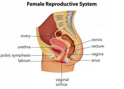 Eliminarea ouălor la menopauză, menopauză, menopauză