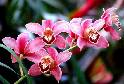 Тор за орхидеи, правила и методи за използване на превръзки