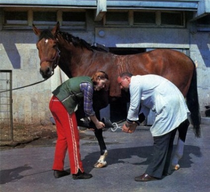 A ló gondozása és a kezelés - a lovakról szóló site