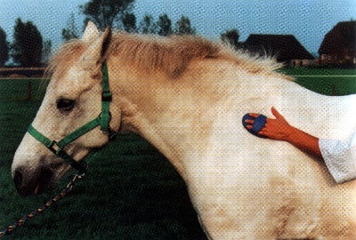 Îngrijirea calului și tratamentul - site despre cai