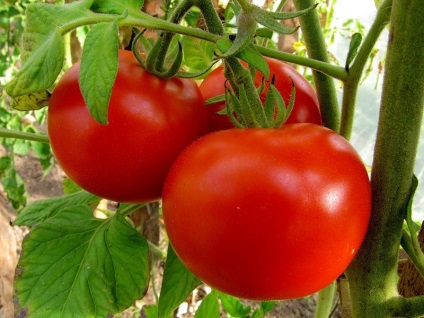 Grijă de tomate, 6 hectare