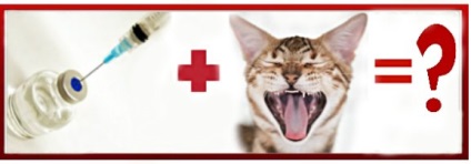 Vaccinarea pisicilor și pisicilor în timpul unei schimbări a dinților - ceea ce trebuie să știți