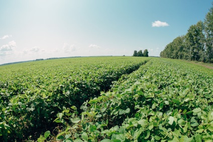 În regiunea Altai, pentru prima dată s-au cultivat soiuri de soia cu proteine ​​mari - în blog - industria agroindustrială și