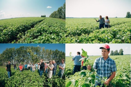 În regiunea Altai, pentru prima dată s-au cultivat soiuri de soia cu proteine ​​mari - în blog - industria agroindustrială și