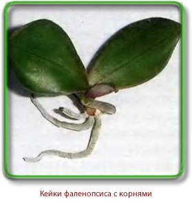 Reproducerea vegetativă a orhideelor