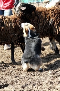 Welsh corgi Pembroke este un ciobănesc mic! Câini și cățeluși