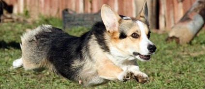 Welsh corgi Pembroke este un ciobănesc mic! Câini și cățeluși