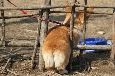 Welsh corgi Pembroke este un ciobănesc mic! Câini și cățeluși