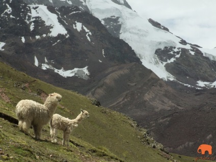 Camile din America de Sud lama, alpaca, vicuña și guanaco