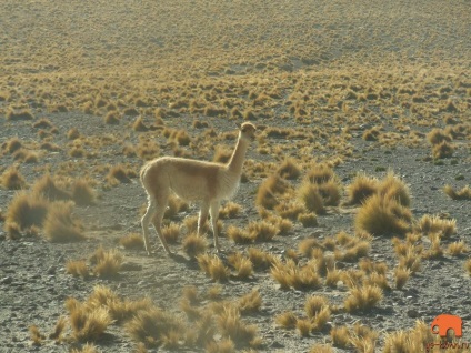 Camile din America de Sud lama, alpaca, vicuña și guanaco