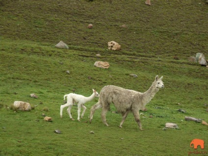 Camile din America de Sud lama, alpaca, vicuña și guanaco