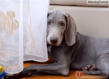 Weimaraner - ღ Weimaraner (Weimar Rook) ❤