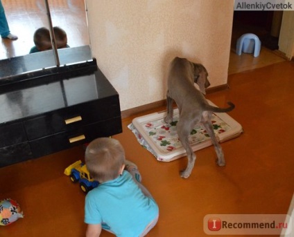 Weimaraner - ღ Weimaraner (Weimar Rook) ❤