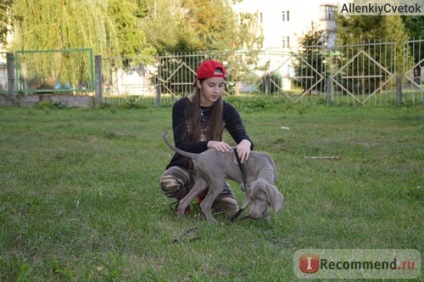 Weimaraner - ღ Weimaraner (Weimar Rook) ❤