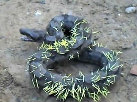 Un videoclip al unui constrictor de boa care încearcă să mănânce o porcupină
