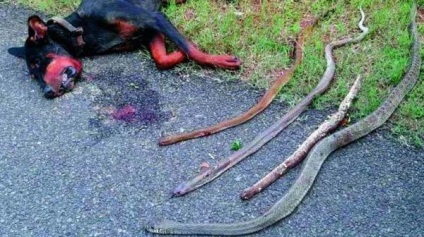 În India, un câine curajos a murit într-o bătălie cu patru cobra, apărați gazdele sale