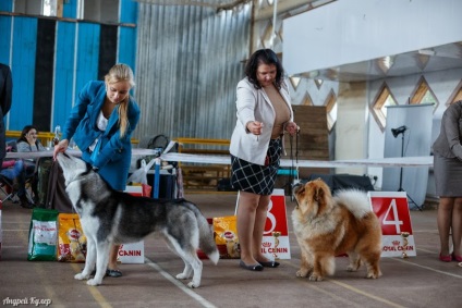 Vinnytsia centru regional de câine de reproducție ksu kanis