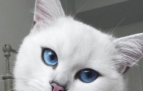 În instagram a găsit pisica cu ochii cel mai frumos din lume