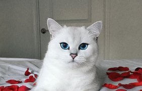 Az instagramban megtalálta a macskát a világ legszebb szemeivel