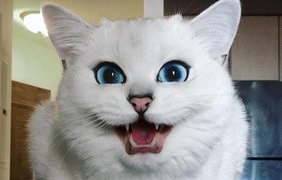 În instagram a găsit pisica cu ochii cel mai frumos din lume