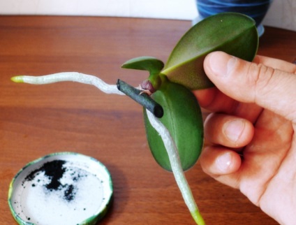 Creșterea unui copil pe o orhidee