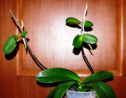 Creșterea unui copil pe o orhidee