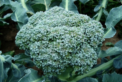 Cultivarea broccoli de varza in aer liber, sadigorod