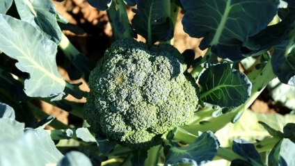 Cultivarea broccoli de varza in aer liber, sadigorod