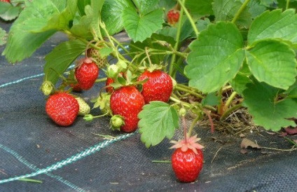 Cultivarea căpșunilor pe teren deschis, acasă
