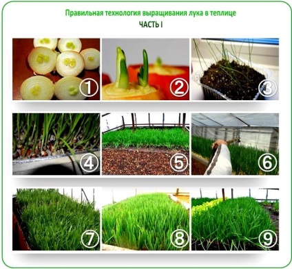 Отглеждане маруля, лук, магданоз и копър в оранжерията