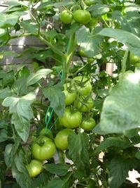 Cultivarea tomatelor în sol deschis 1