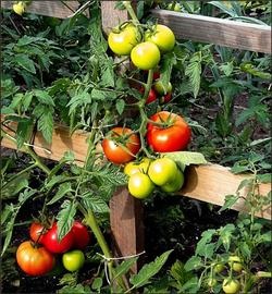Cultivarea tomatelor în sol deschis 1