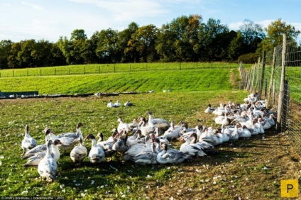 Kacsa termesztése a foie gras-ban Franciaországban (9 fotó)