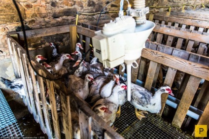 Kacsa termesztése a foie gras-ban Franciaországban (9 fotó)