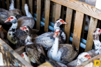Cultivarea rațelor pentru foie gras în Franța (9 fotografii)