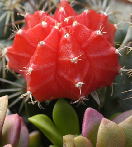 Creșteți cactus
