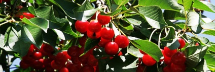 Cherry palacsinta leírása, az ápolás típusai és jellemzői