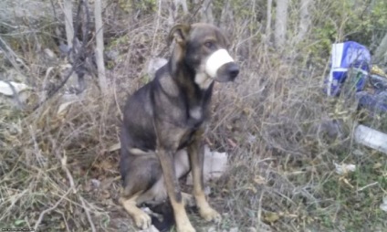 În Novorossiysk, câinele a fost salvat, bandajat cu scotch
