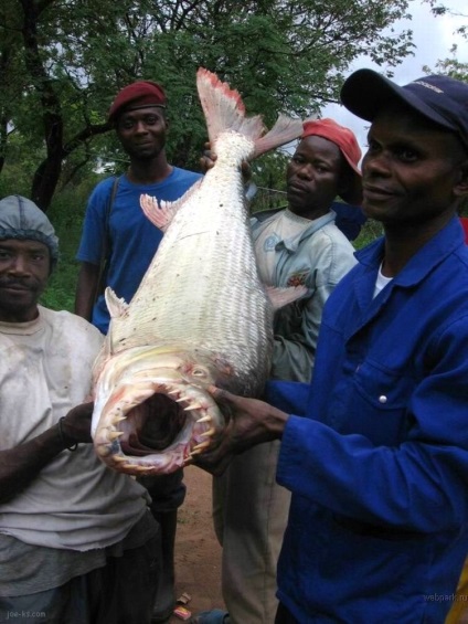 Monstru de apă din Africa - goliath de pește tigru este interesant!