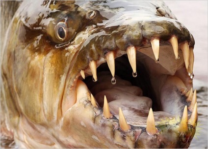 Monstru de apă din Africa - goliath de pește tigru este interesant!