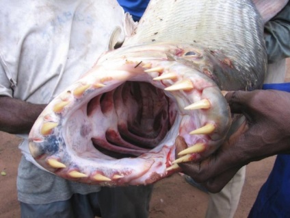 Monstru de apă din Africa - goliath de pește tigru este interesant!