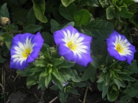 Convolvulus tricromatic, convolvulus tricolor