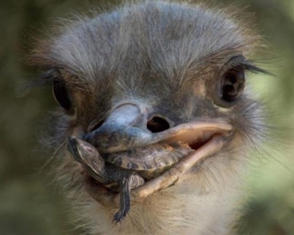 În grădina zoologică din Kaliningrad, vor să schimbe legile după moartea struțului