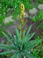 Web grădină - articole - cultivarea yucca filamentos în condițiile din regiunea Moscovei sau în cazul în care a noastră nu a dispărut!