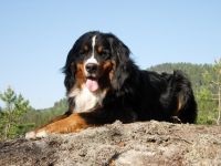 Natura câinelui de munte Bernese, protecția calității de lucru de extracție a site-ului un obiect de import