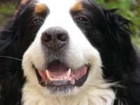 A Bernese Mountain Dog természete, a munka minőségi kivonási védelme a helyszínen import tárgyat