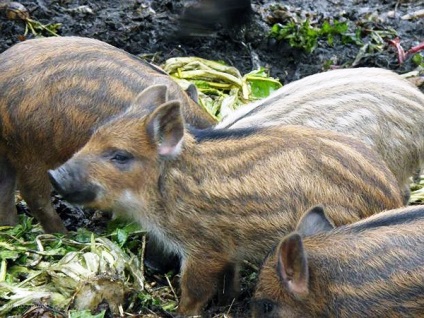 Caracteristicile rasei de porci mangalitsa maghiară