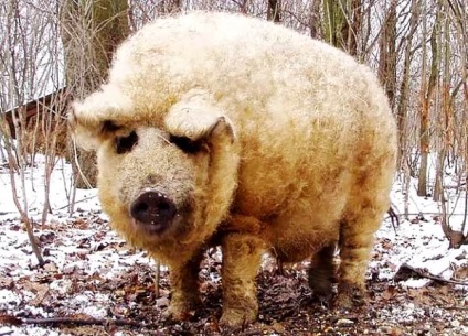 Caracteristicile rasei de porci mangalitsa maghiară