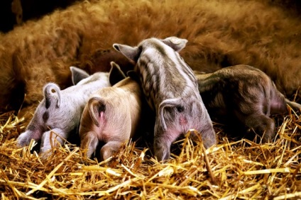 Caracteristicile rasei de porci mangalitsa maghiară